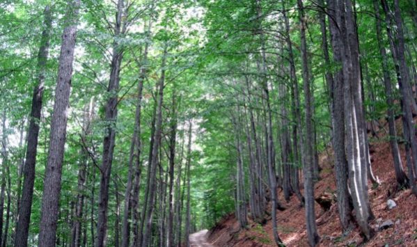 Prevenire e curare il disturbo da mancanza di natura