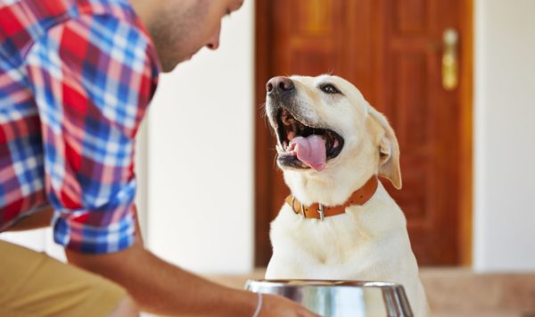 cane lupo alimentazione